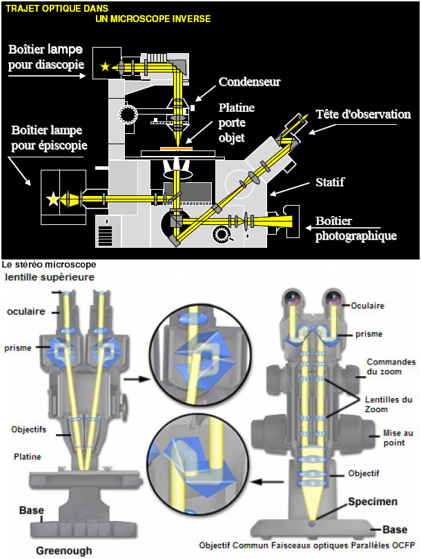 Trajet optique dans un microscope