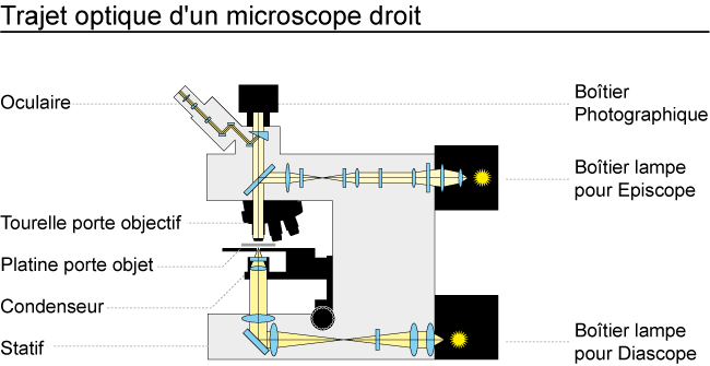 trajet optique d'un microscope droit