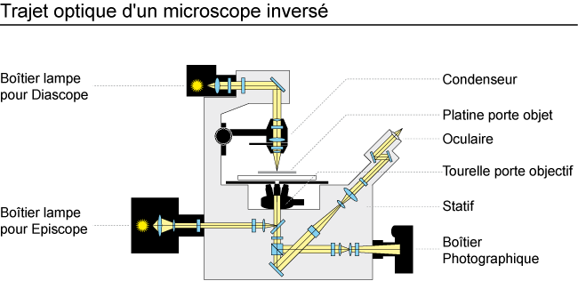 trajet optique d'un microscope inversé
