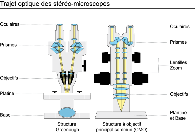 trajet optique d'un stéréo microscope